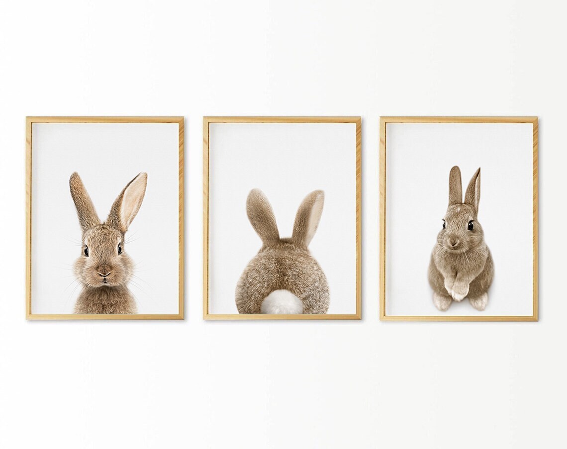Setx3 Cuadros de  Conejos