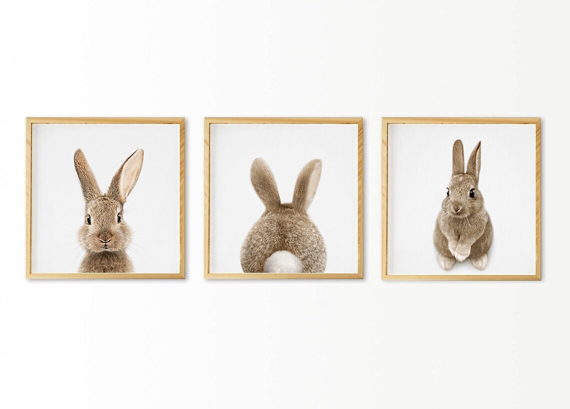 Setx3 Cuadros de  Conejos