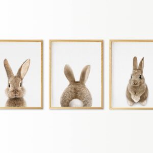 Setx3 Cuadros de Conejos